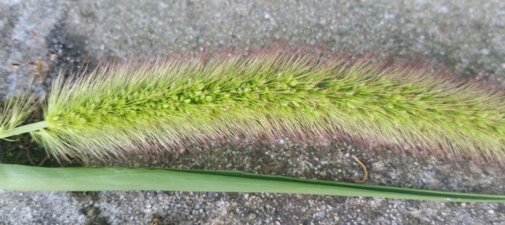 Setaria italica?